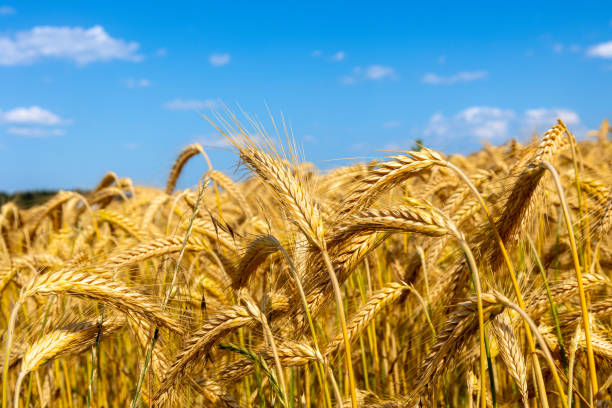 istock Barley field in summer in Sauerland 1545149137