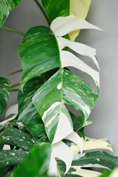 istock Epipremnum, Epipremnum Pinnatum Variegata or Epipremnum pinnatum variegated albo 1545149750