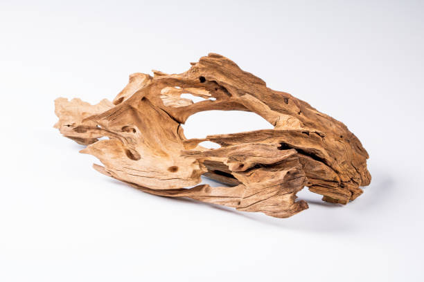 istock Mangrove driftwood for decorating an aquarium with a rough texture on a light background 1545150645