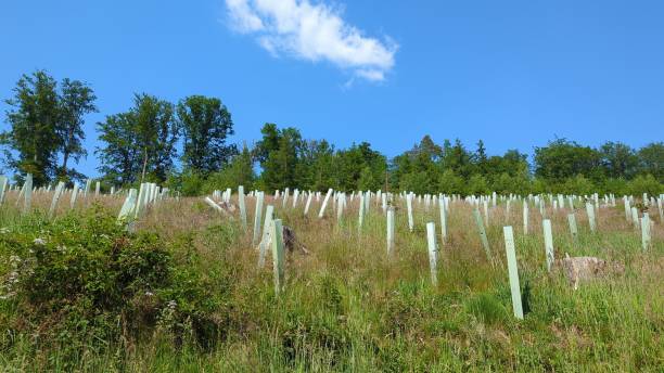 istock reforestation with tree seedlings with plastic tubes around stem growing in rows 1545156677