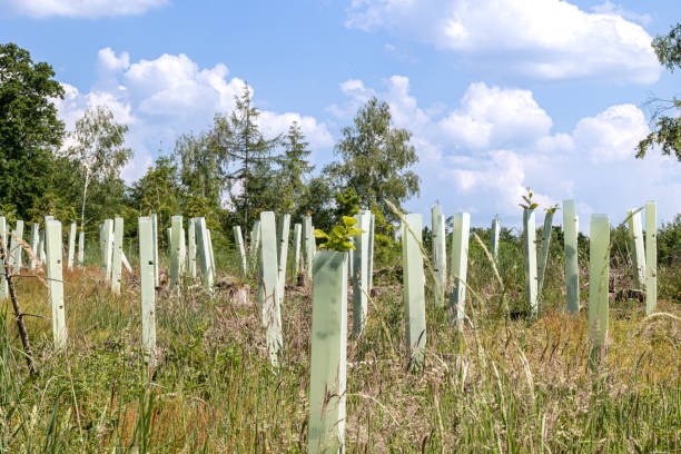 istock reforestation with tree seedlings with plastic tubes around stem growing in rows 1545157189