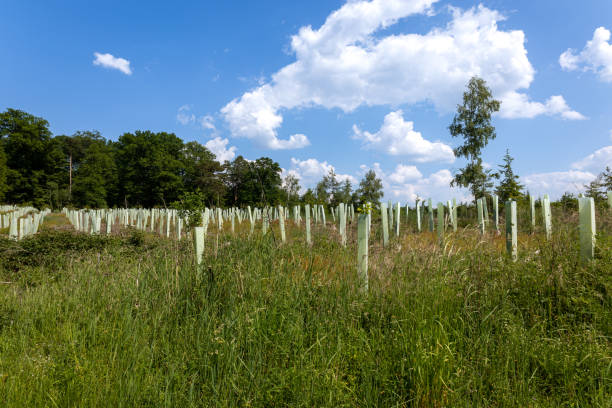 istock reforestation with tree seedlings with plastic tubes around stem growing in rows 1545157193