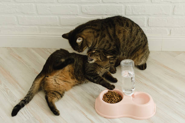 Two cats fight on the floor near their food in the apartment stock photo