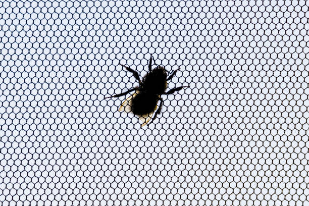 Bumblebee sitting on the insect screen on window on gray sky background