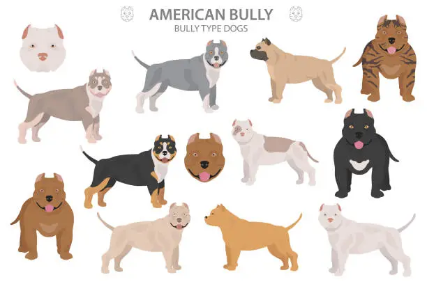 Vector illustration of American bully dogs set. Color varieties, different poses. Dogs infographic collection