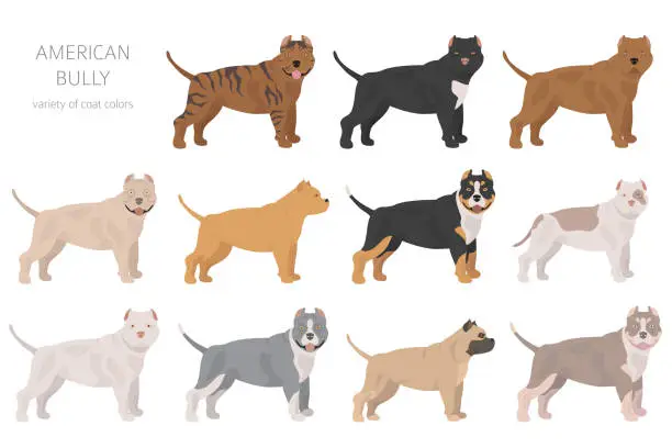 Vector illustration of American bully dogs set. Color varieties, different poses. Dogs infographic collection