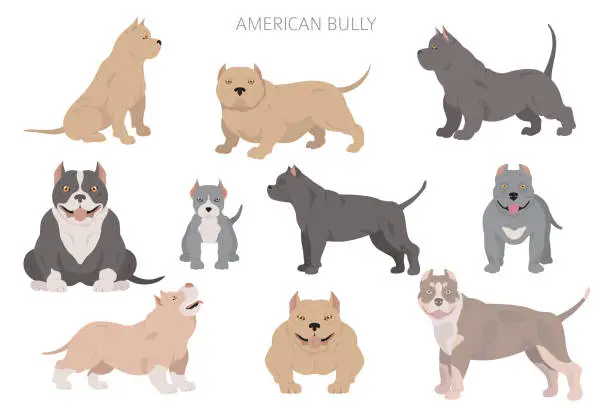 Vector illustration of American bully dogs set. Color varieties, different poses. Dogs infographic collection