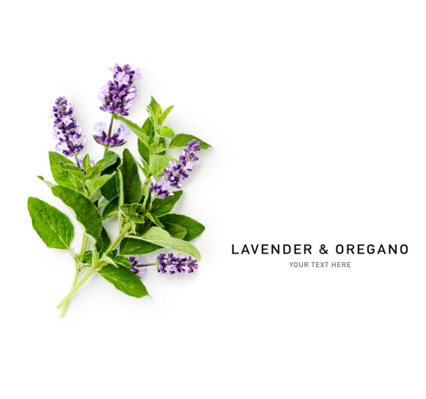 istock Lavender and oregano marjoram creative layout isolated on white 1545203150