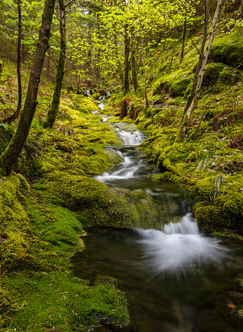a small running stream in Dodd wood near Keswick in the lake district Cumbria north east England