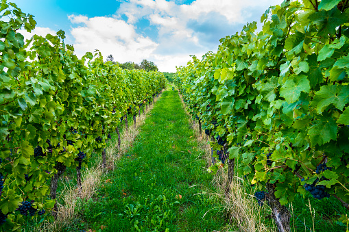 Germany, Green way between vine plants with blue grapes in beautiful vineyard nature landscape in summer with blue sky and sun