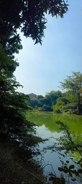 istock Afternoon on the lake with green water 1545221509