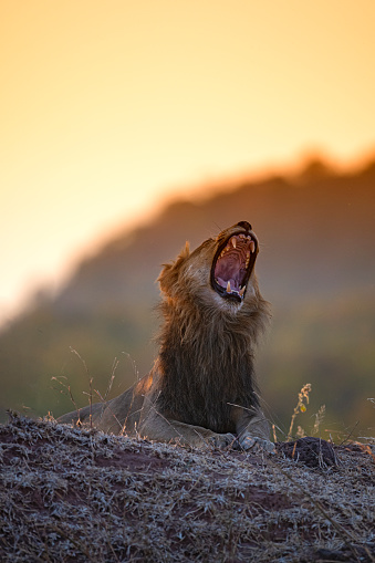 Male lion (Panthera leo) yawning in evening light. 
Location: Lake Kariba/Bumi Hills,  Matusadona National Park, Zimbabwe, southern Africa.