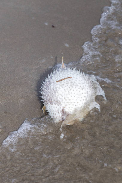 istock Death puffer fish on sand beach with sea wave 1545244819
