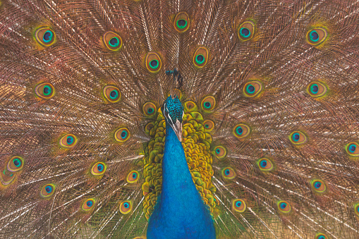 Close-up of peacock while showing off its colors and its spread tail-feathers in safari park , Thailand