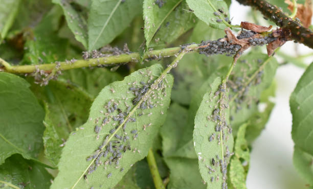 Aphid Collection 14,500+ Aphids Stock Photos, Pictures & Royalty-Free Images - iStock