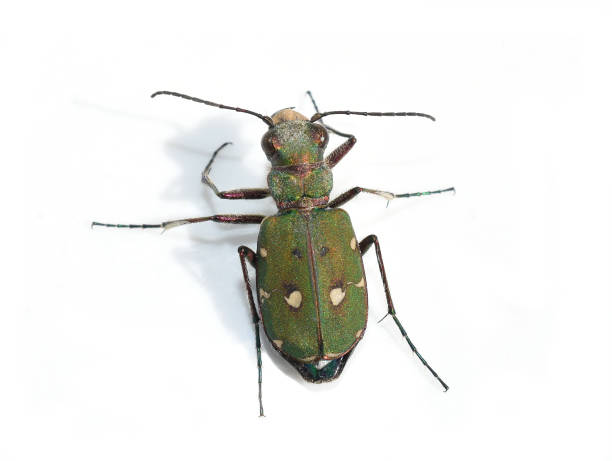 green tiger beetle - 班蝥 圖片 個照片及圖片檔