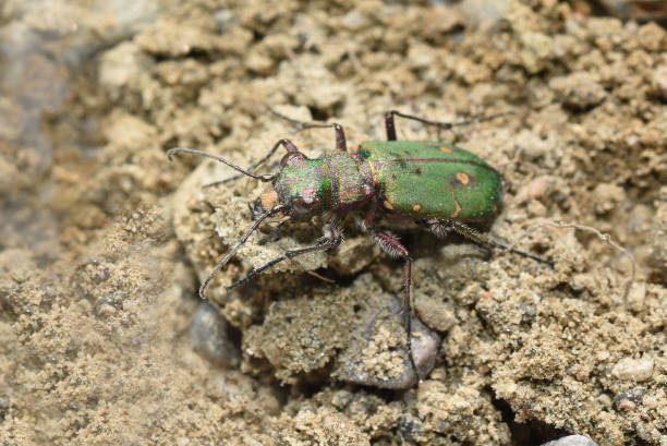 green tiger beetle - 班蝥 個照片及圖片檔