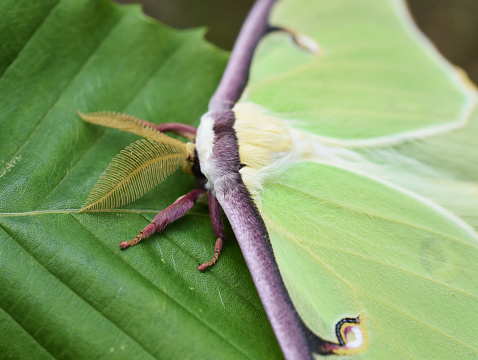 a Moth is drawn to a light near Cosanga, Ecuador