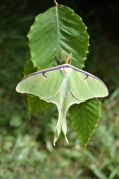 istock American moon moth Actias luna 1545261379