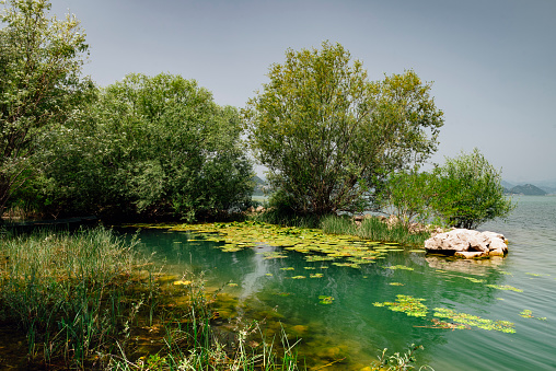 Water lilies in the shallow waters of lake Skadar, the largest lake in Southern Europe, from Montenegrin side.