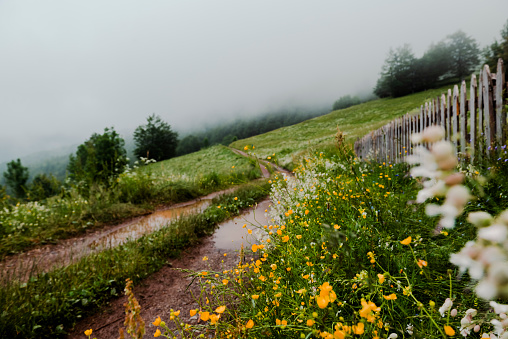 Wet dirt road and wild flowers at the top of Biogradska national park
