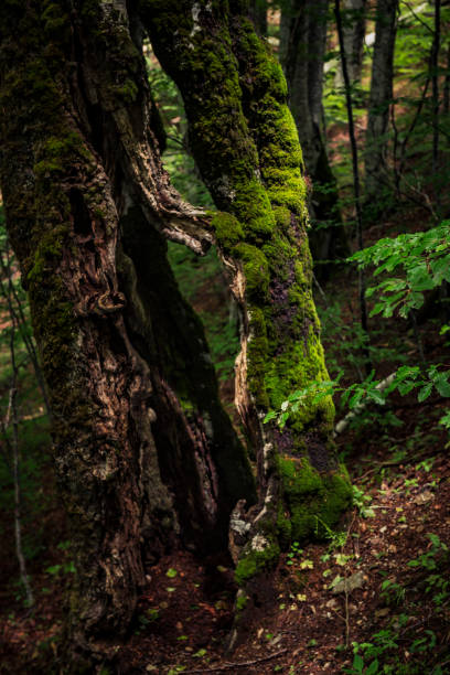 istock A hollow tree trunk  in Biogradska national park. 1545272308