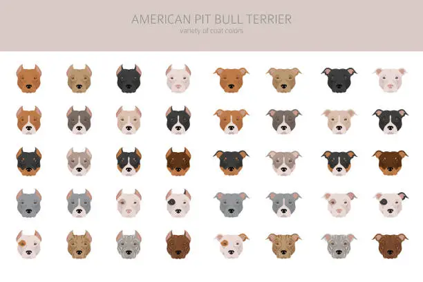 Vector illustration of American pit bull terrier dogs clipart. Color varieties, infographic.