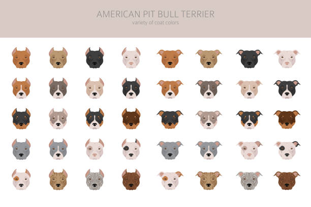 american pit bull terrier dogs clipart. color varieties, infographic. - 比特犬 幅插畫檔、美工圖案、卡通及圖標