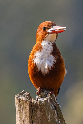 A vertical closeup of a kingfisher perched on a tree stump