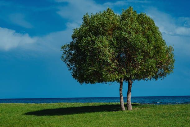 Beautiful summer landscape with tree and lake