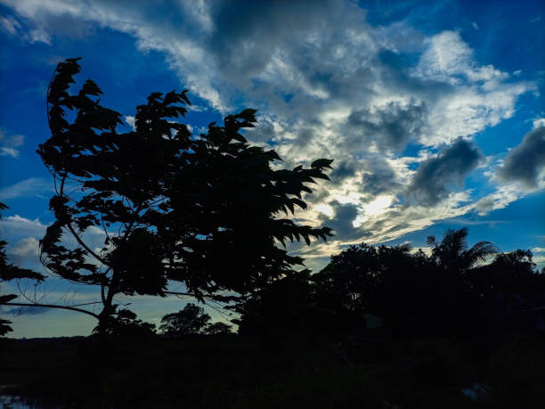 Dark tree in front of the blue sky background.