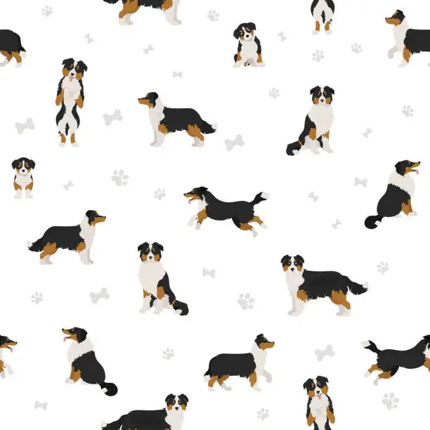 Vector illustration of Australian shepherd dog seamless pattern. Different variations of coat color set