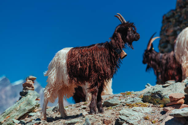 高いアルプス山脈のヴァレーブラックネックヤギ - herdwick sheep ストックフォトと画像