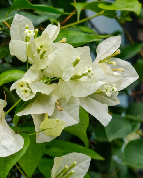 istock Bougainvillea spectabilis flowers closeup view. 1545299922