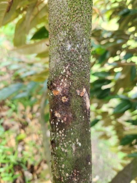 istock Phytophthora palmivora causing fruit rot of durian stem and branch. 1545309883