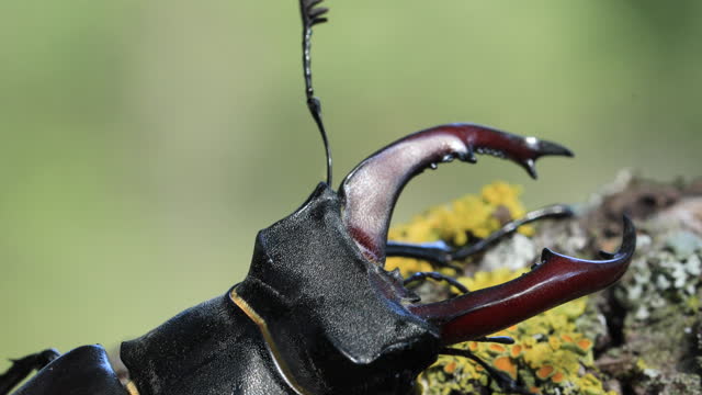 European stag beetle on branch
