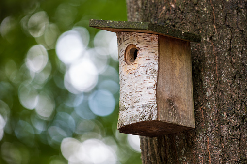 Bird house in a tree on a green background in the woods