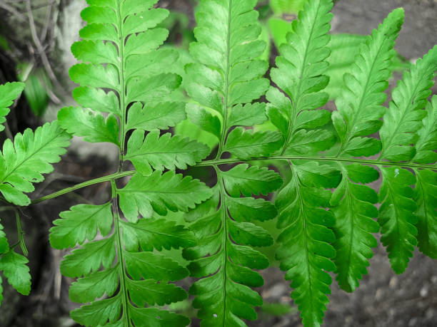 istock close up of green davallia solida leaf 1545310700