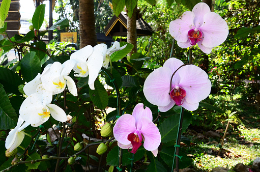 Orchid white yellow flowers floral blossom and green leaf plant tree in garden park tropical freshness for thai people travelers travel visit rest relax at Mae Rim in Chiang Mai, Thailand