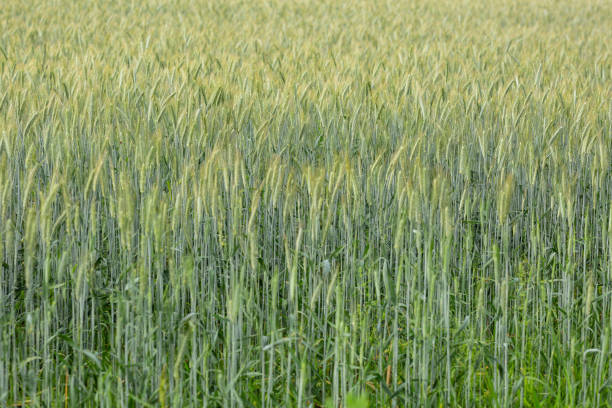 istock Farmer's wheat field, winter crops, harvest 1545339904