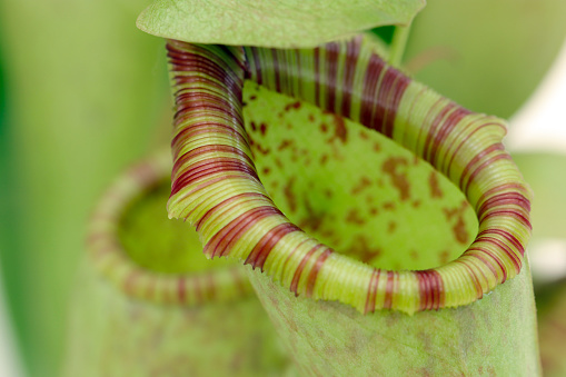 Lady's Slipper orchid on black background