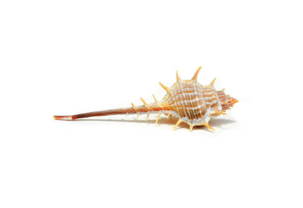 istock Stout spine mu-rex on white background. 1545344166