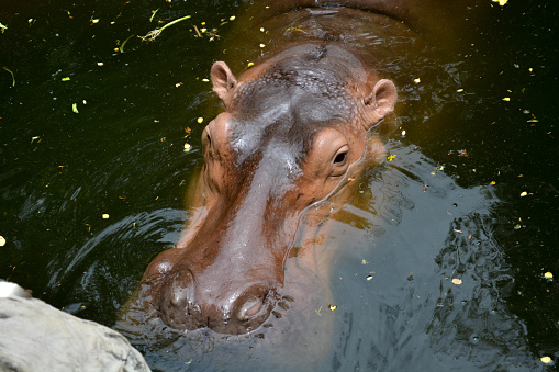 The hippopotamus lying in the water.