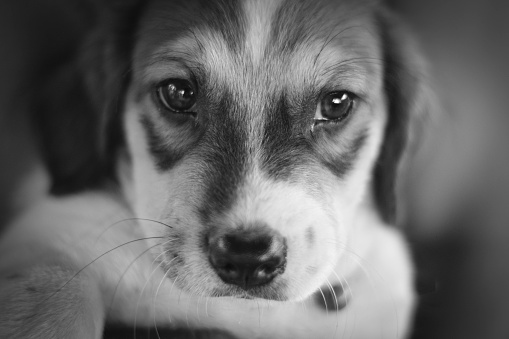 Cute little dog in black and white,selective focus on the dog face.