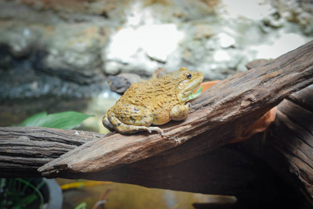 istock Frog on a branch of a tree. 1545345855