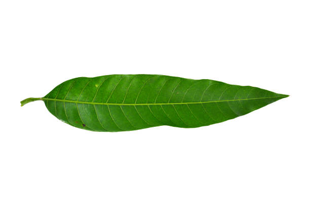 Mango leaves isolated on white background, Clipping path Included.