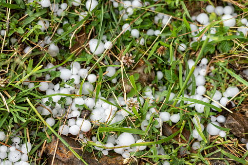 Hail crystal white balls laying in the grass after a hailstorm.