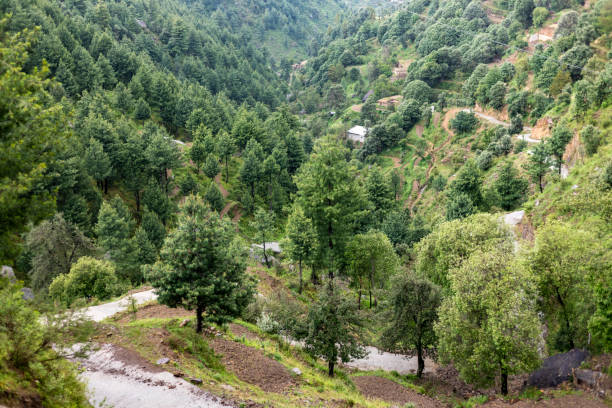 Himalayan cedar or deodar forest on mountain of swat valley, Pakistan Himalayan cedar or deodar forest on mountain of swat valley, Pakistan cedrus deodara stock pictures, royalty-free photos & images