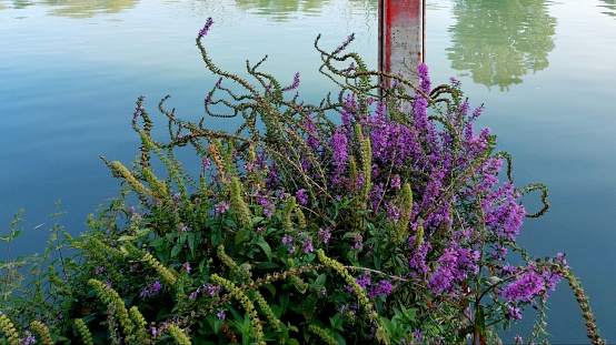 wooden jetty on the lake