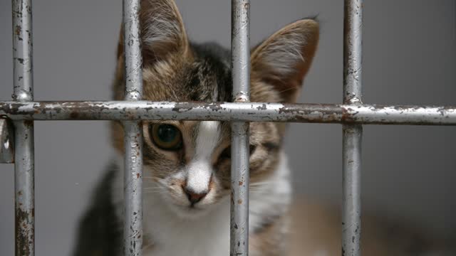 Homeless cat in a cage in a shelter. Cat is waiting for adoption
